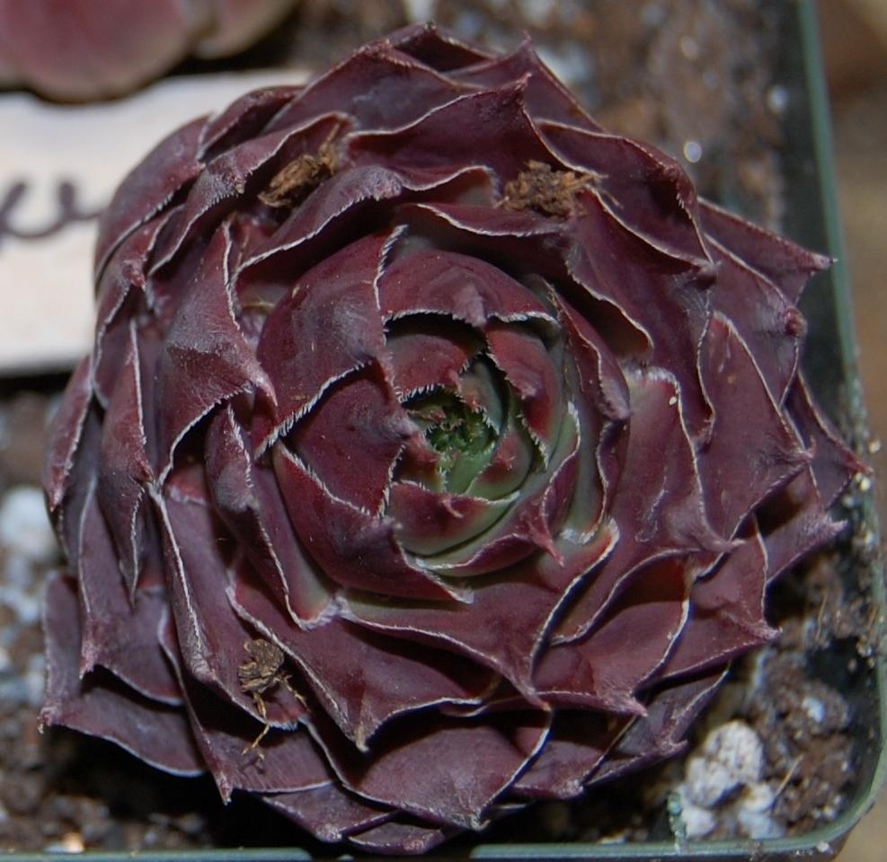 Photo of Hen and Chicks (Sempervivum 'Purple Passion') uploaded by m1ll3r