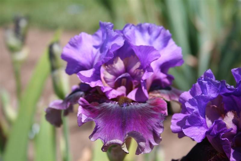Photo of Tall Bearded Iris (Iris 'Dakota Smoke') uploaded by KentPfeiffer
