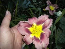 Thumb of 2011-02-21/kathysflowerpatch/4ccfa9