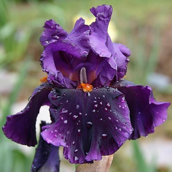 Photo of Tall Bearded Iris (Iris 'Night Game') uploaded by avmoran