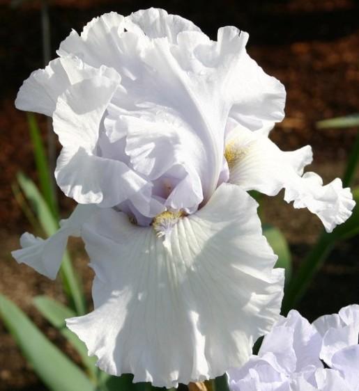 Photo of Tall Bearded Iris (Iris 'Noble Stature') uploaded by avmoran