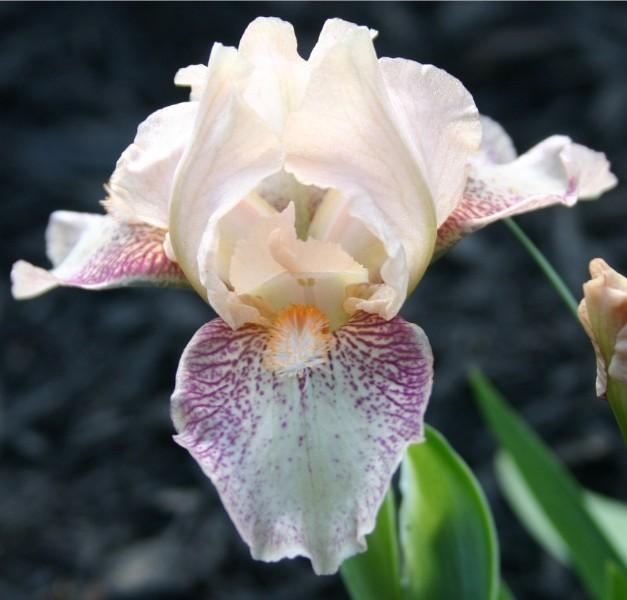 Photo of Standard Dwarf Bearded Iris (Iris 'Music') uploaded by avmoran