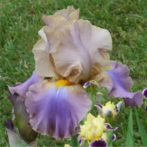 Photo of Tall Bearded Iris (Iris 'Obi-Wan Kenobi') uploaded by avmoran