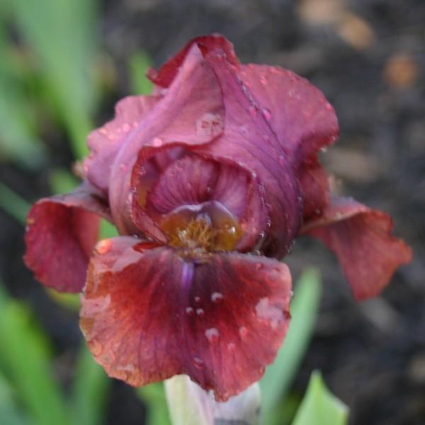 Photo of Standard Dwarf Bearded Iris (Iris 'Nut Ruffles') uploaded by avmoran