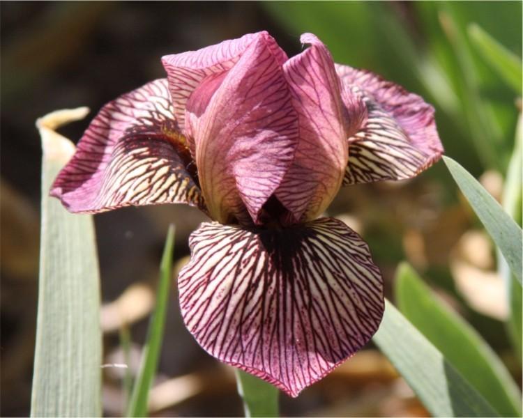 Photo of Arilbred Iris (Iris 'Oyez') uploaded by avmoran