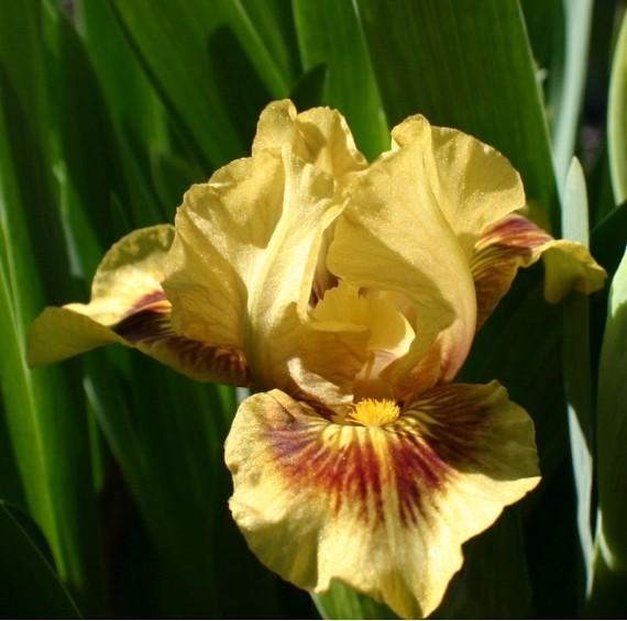 Photo of Standard Dwarf Bearded Iris (Iris 'Oxford Tweeds') uploaded by avmoran