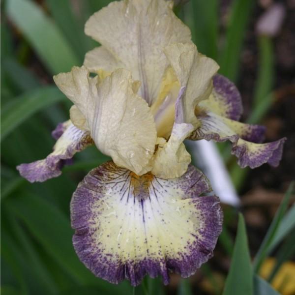 Photo of Tall Bearded Iris (Iris 'Ominous Stranger') uploaded by avmoran