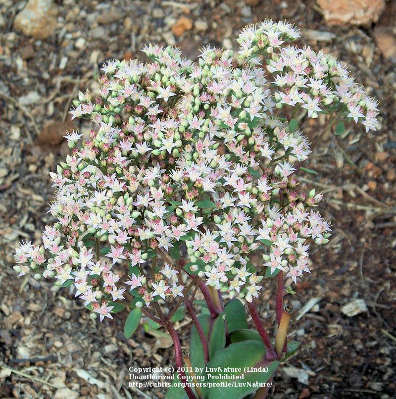 Photo of Stonecrop (Hylotelephium 'Matrona') uploaded by LuvNature