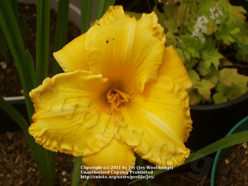 Photo of Daylily (Hemerocallis 'Sparkling Orange') uploaded by Joy