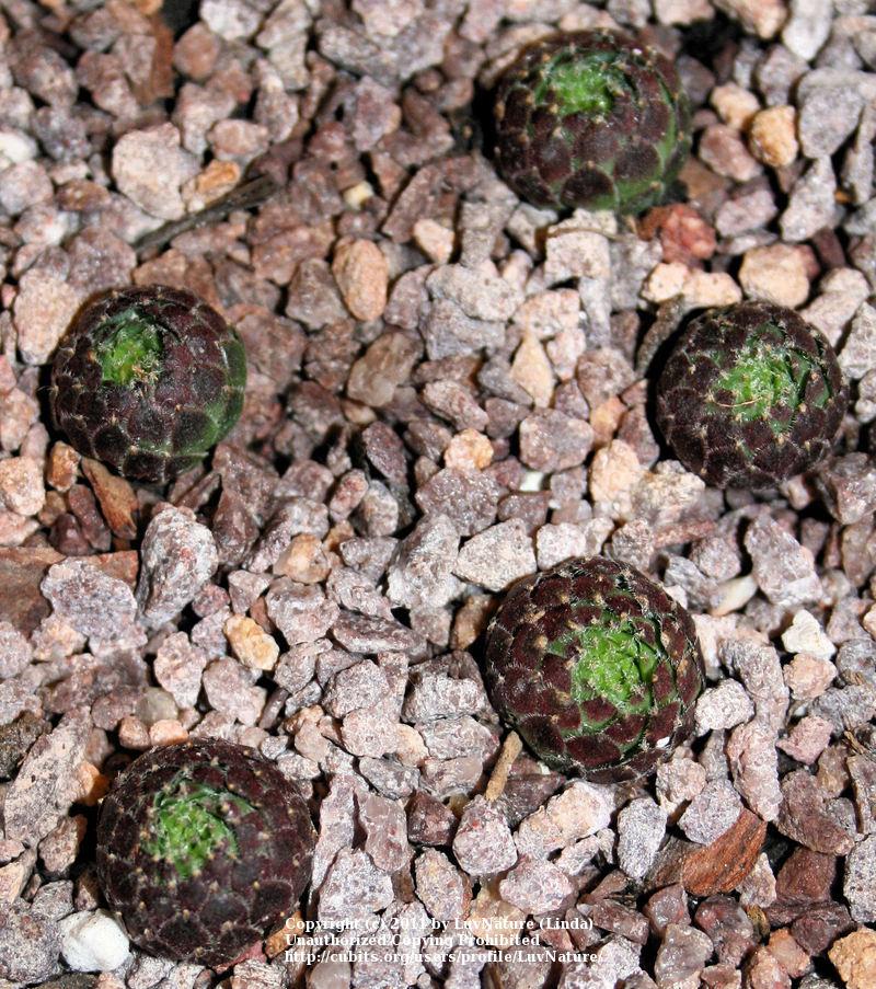 Photo of Hen and Chicks (Sempervivum 'Pixie') uploaded by LuvNature