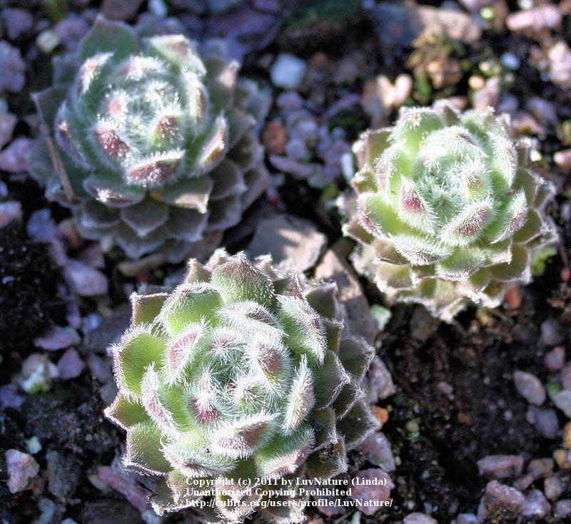 Photo of Hen and Chicks (Sempervivum 'Classic') uploaded by LuvNature