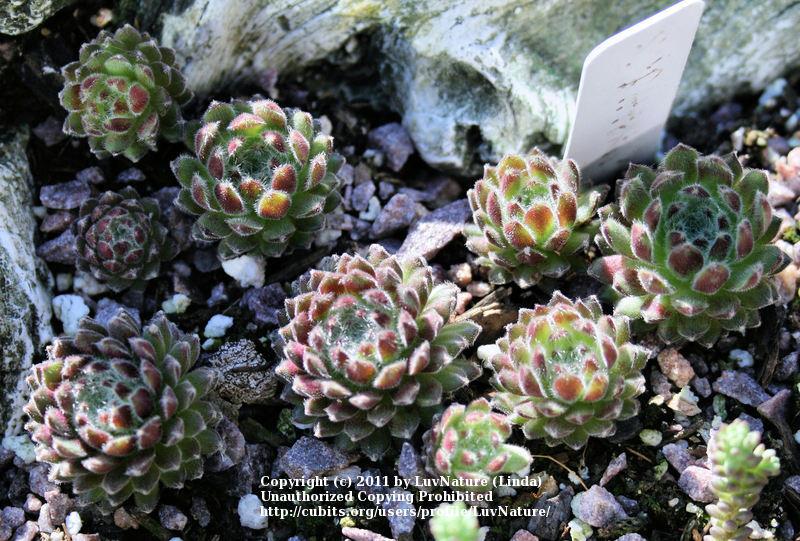 Photo of Hen and Chicks (Sempervivum pittonii) uploaded by LuvNature