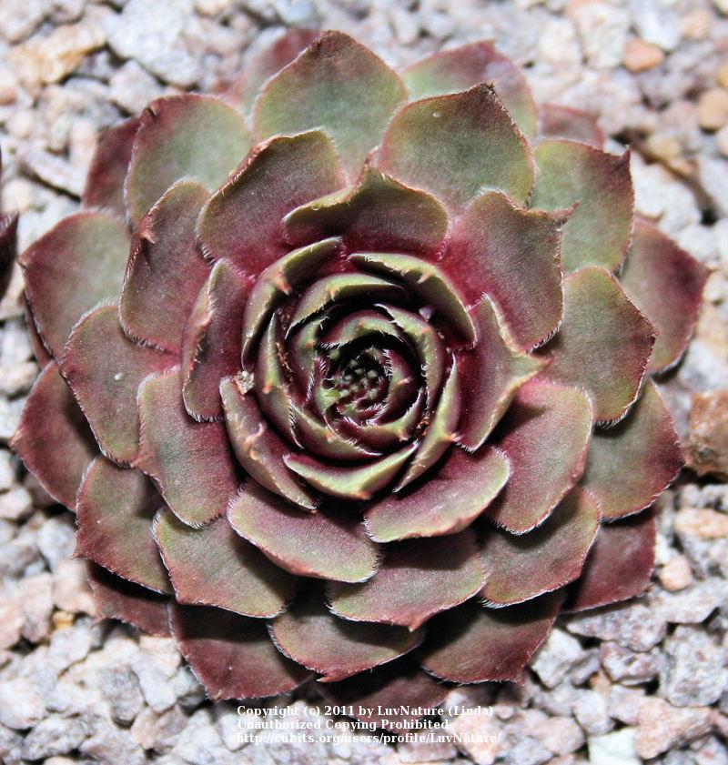 Photo of Hen and Chicks (Sempervivum 'Jewel Case') uploaded by LuvNature