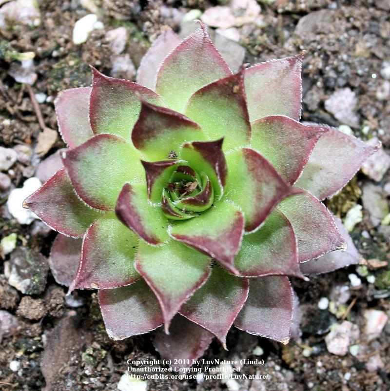 Photo of Hen and Chicks (Sempervivum 'Edge of Night') uploaded by LuvNature
