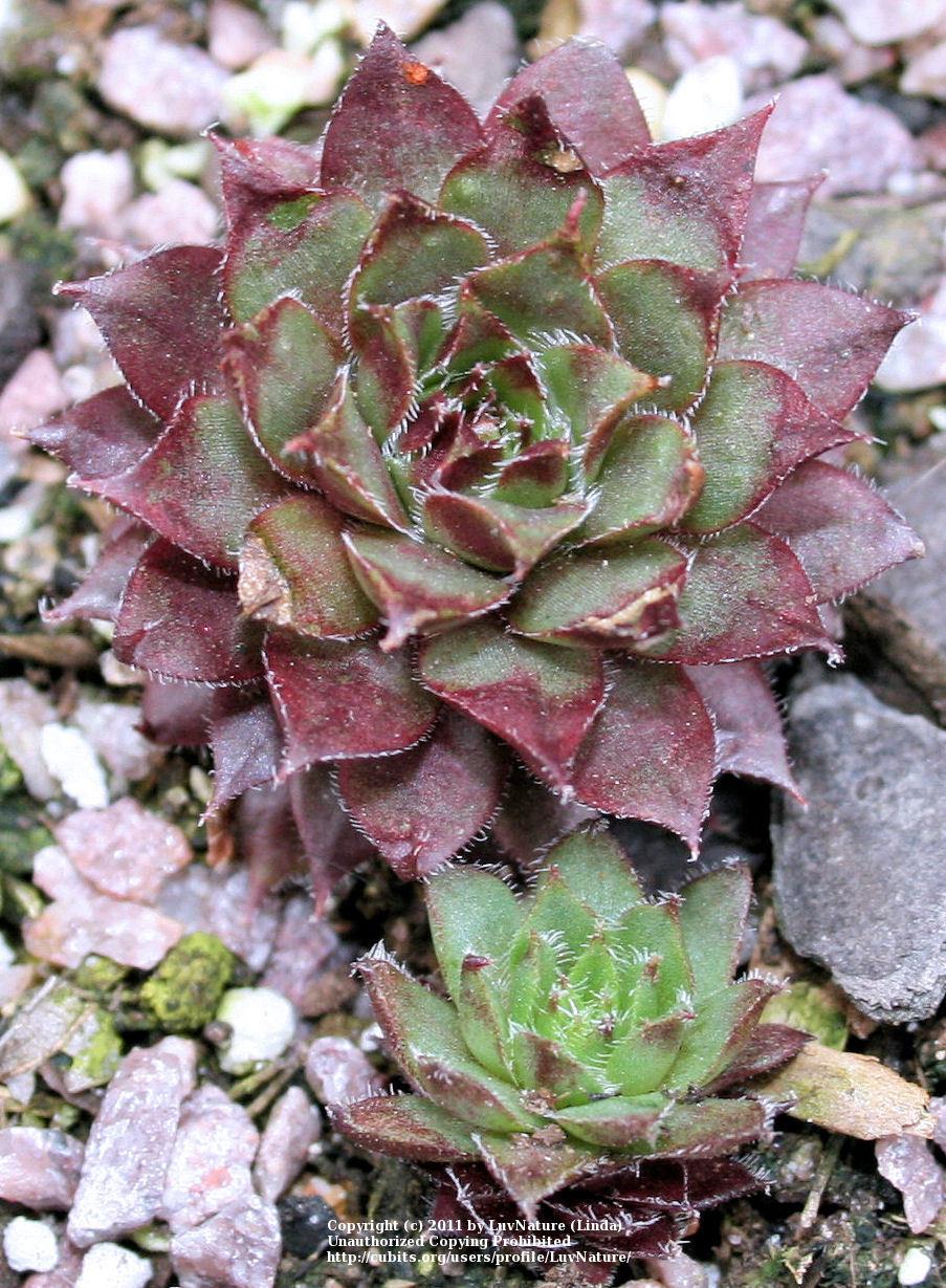 Photo of Hen and Chicks (Sempervivum 'Purple Passion') uploaded by LuvNature