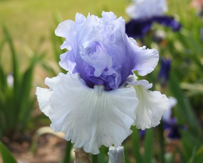 Photo of Tall Bearded Iris (Iris 'Wintry Sky') uploaded by KentPfeiffer