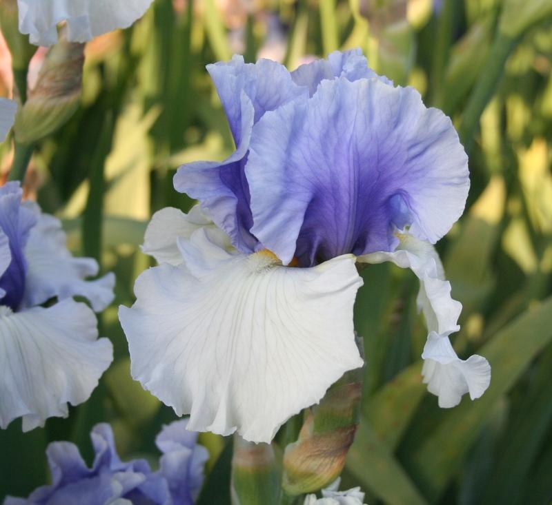 Photo of Tall Bearded Iris (Iris 'Alpenview') uploaded by KentPfeiffer