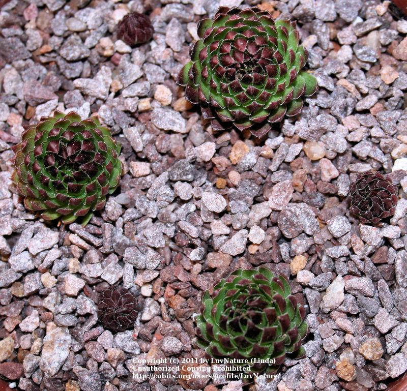 Photo of Rollers (Sempervivum globiferum subsp. hirtum 'Histoni') uploaded by LuvNature