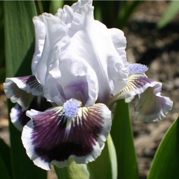 Photo of Standard Dwarf Bearded Iris (Iris 'Puddy Tat') uploaded by avmoran