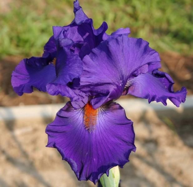 Photo of Tall Bearded Iris (Iris 'Paul Black') uploaded by avmoran
