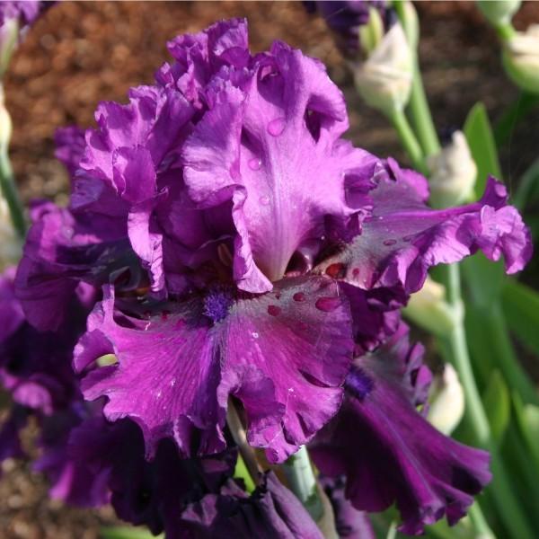 Photo of Tall Bearded Iris (Iris 'Purple Serenade') uploaded by avmoran