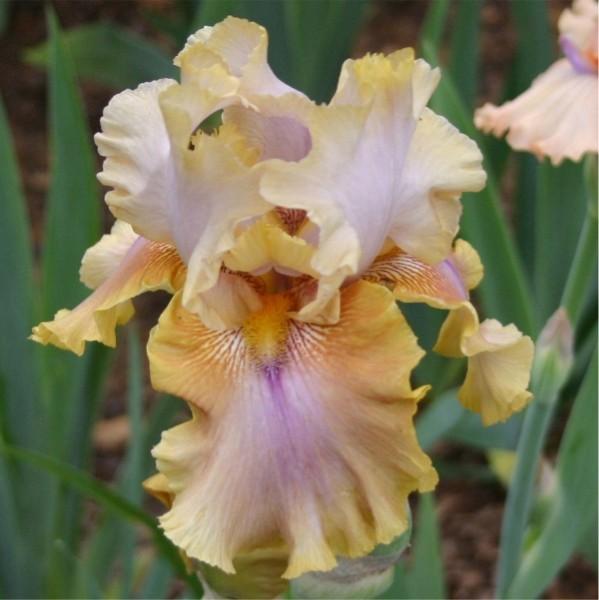 Photo of Tall Bearded Iris (Iris 'Polish Princess') uploaded by avmoran