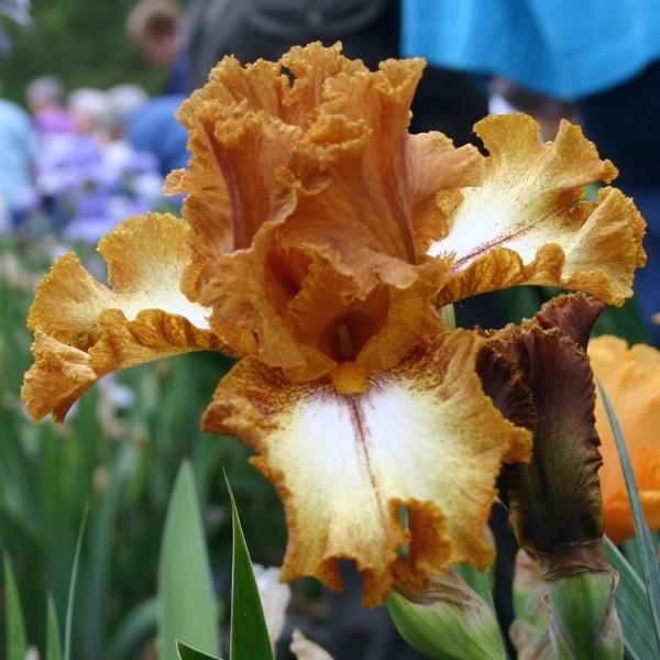 Photo of Border Bearded Iris (Iris 'Parquet Lady') uploaded by avmoran