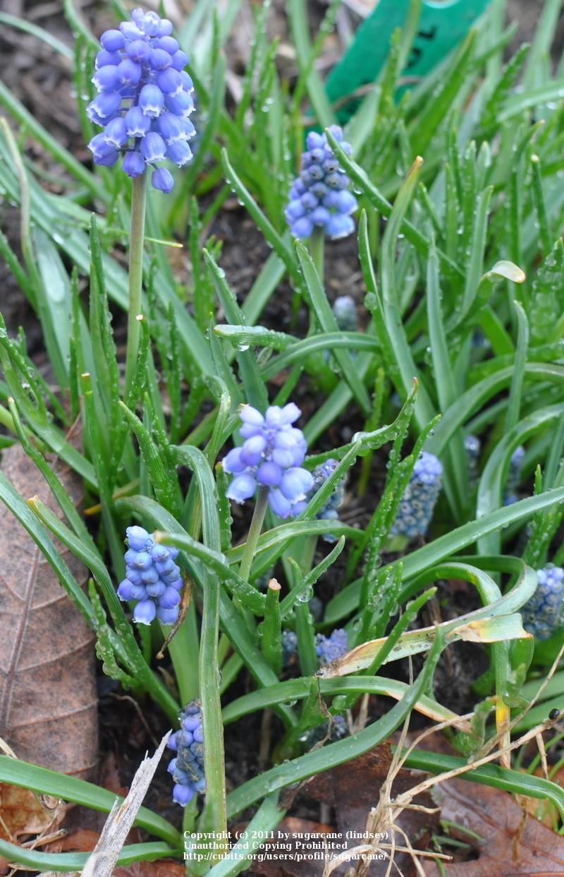 Photo of Grape Hyacinth (Muscari aucheri 'Blue Magic') uploaded by sugarcane