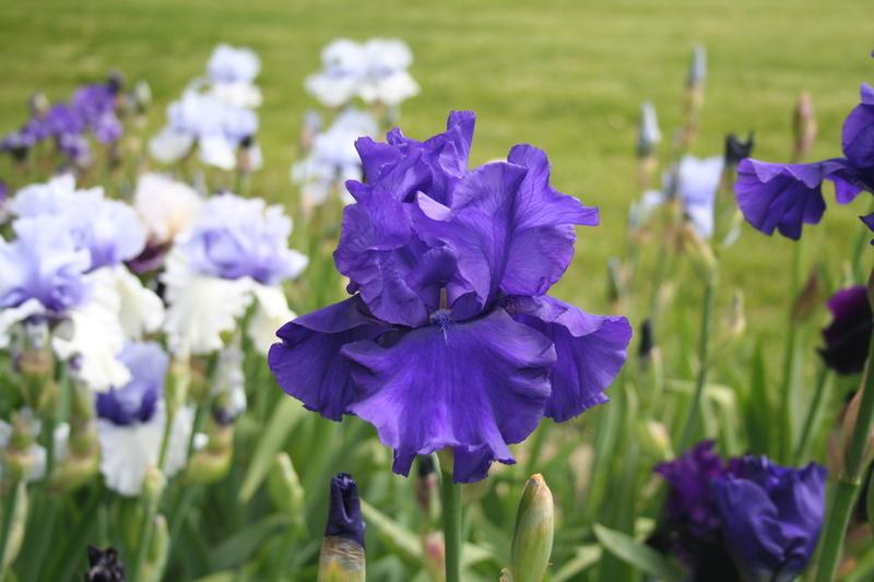 Photo of Tall Bearded Iris (Iris 'Blueberry Bliss') uploaded by KentPfeiffer