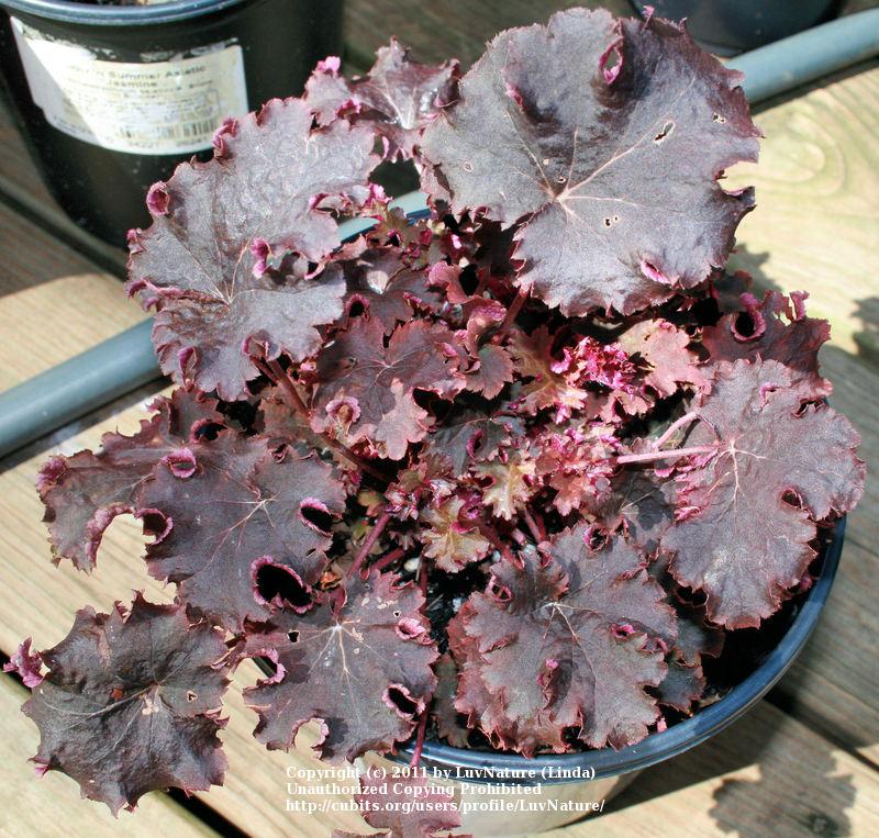 Photo of Coral Bells (Heuchera 'Prince of Orange') uploaded by LuvNature