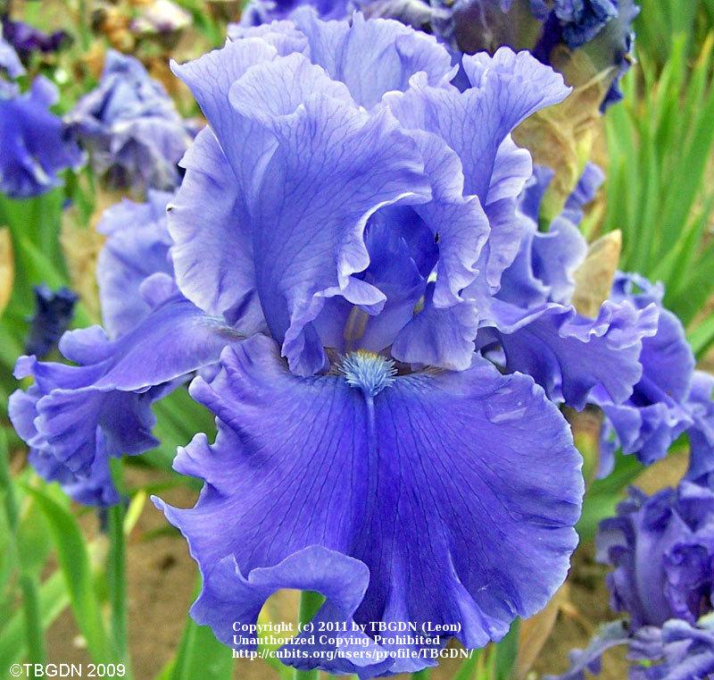 Photo of Tall Bearded Iris (Iris 'Sea Power') uploaded by TBGDN