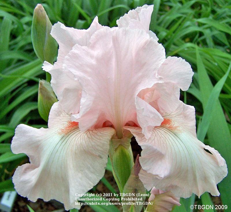 Photo of Tall Bearded Iris (Iris 'Vanity') uploaded by TBGDN