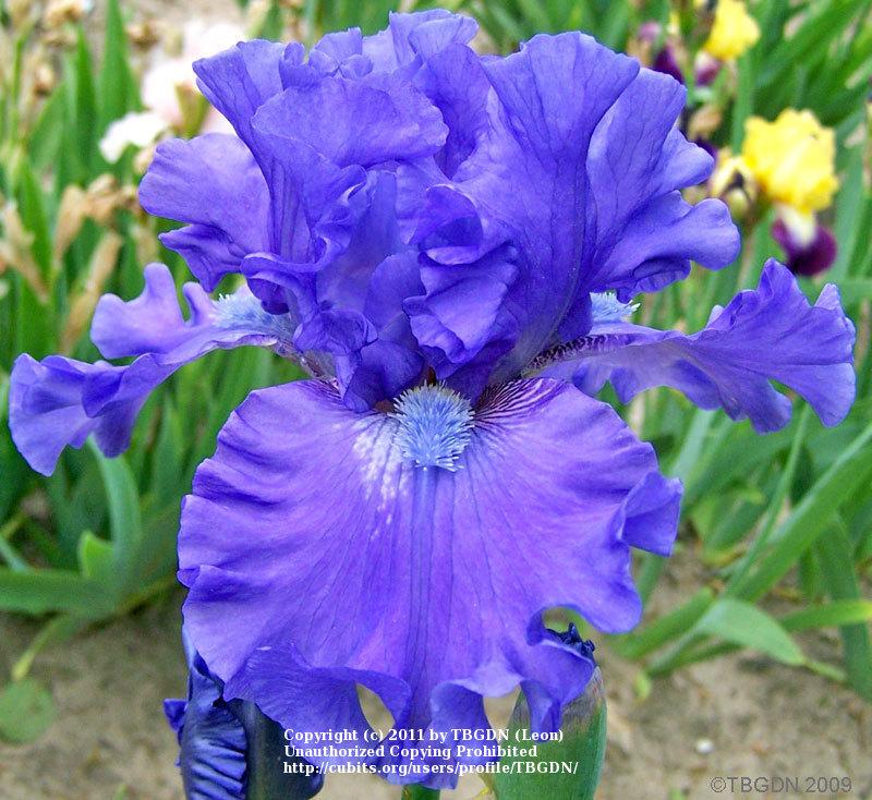 Photo of Tall Bearded Iris (Iris 'Sudden Impact') uploaded by TBGDN