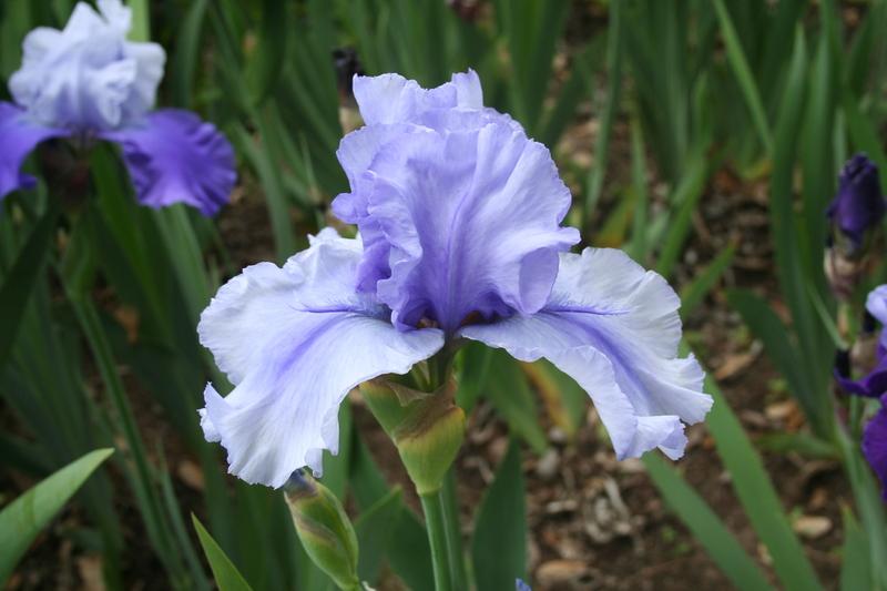 Photo of Tall Bearded Iris (Iris 'Bye Bye Blues') uploaded by KentPfeiffer