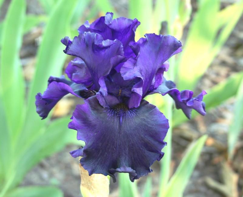Photo of Tall Bearded Iris (Iris 'En Garde') uploaded by KentPfeiffer