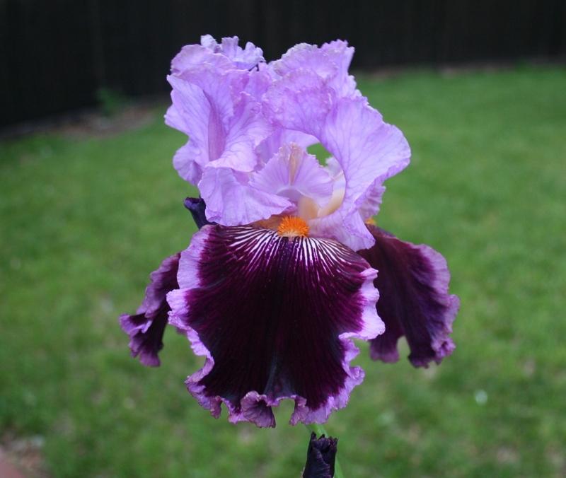 Photo of Tall Bearded Iris (Iris 'Dance Hall Dolly') uploaded by KentPfeiffer