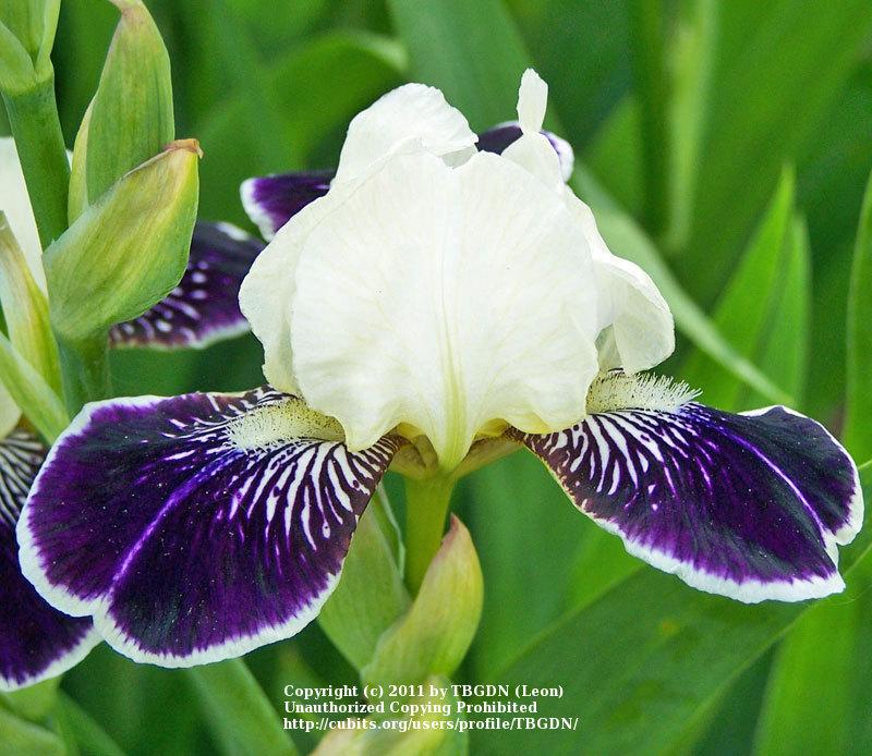 Photo of Miniature Tall Bearded Iris (Iris 'Among Friends') uploaded by TBGDN