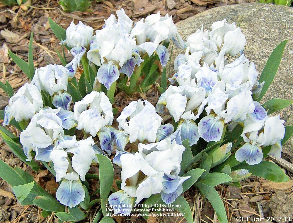 Photo of Miniature Dwarf Bearded Iris (Iris 'Alpine Lake') uploaded by TBGDN