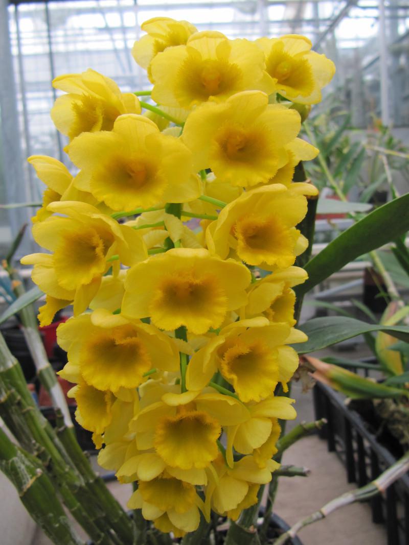 Photo of Pineapple Orchid (Dendrobium densiflorum) uploaded by rbtkew