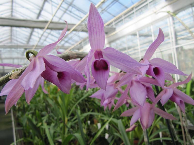 Photo of Orchid (Dendrobium anosmum) uploaded by rbtkew