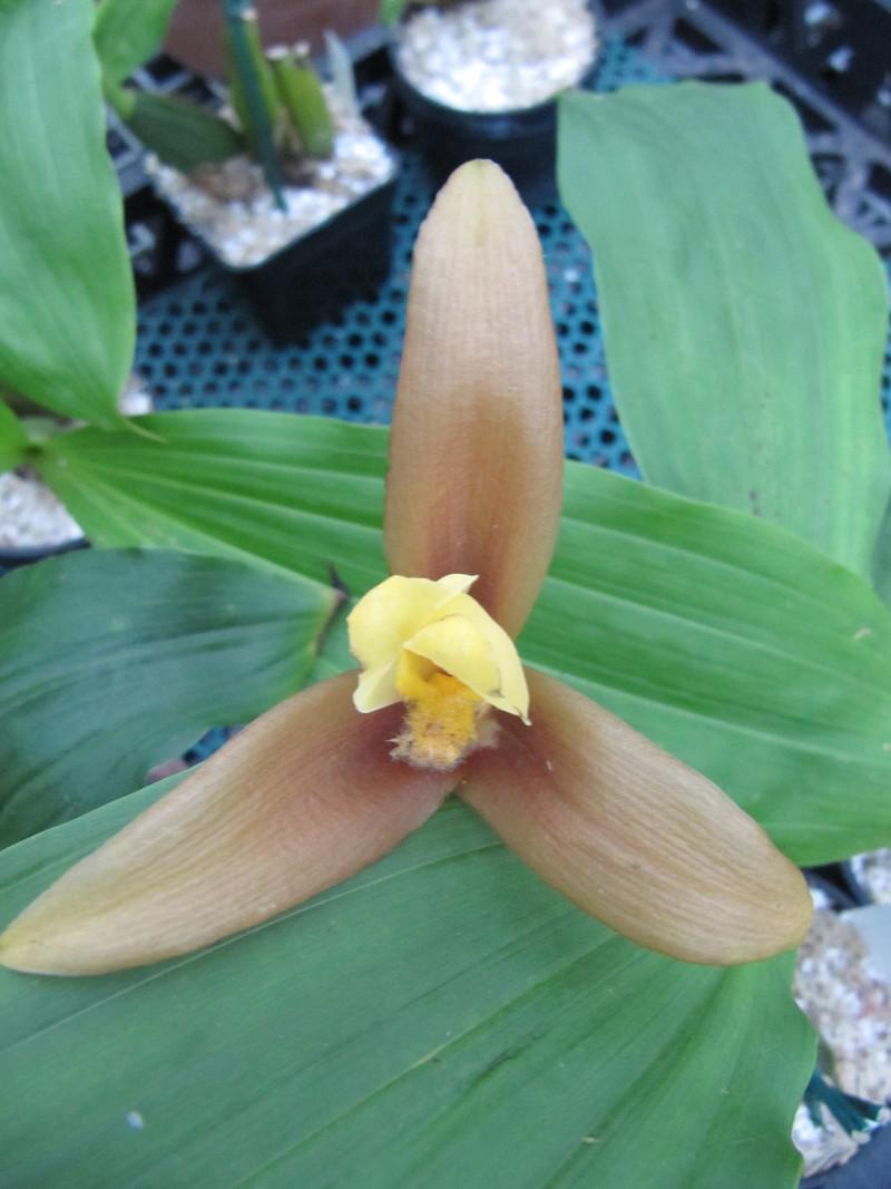 Photo of Orchid (Lycaste lasioglossa) uploaded by rbtkew