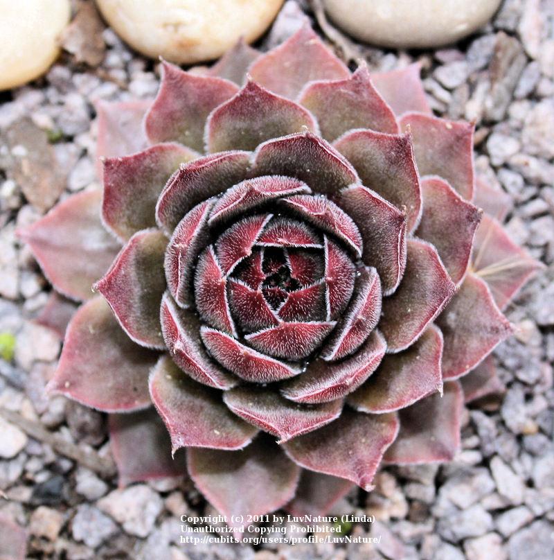 Photo of Hen and Chicks (Sempervivum 'Cupream') uploaded by LuvNature