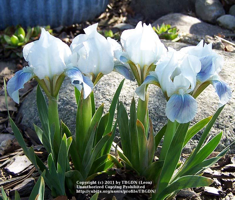 Photo of Miniature Dwarf Bearded Iris (Iris 'Alpine Lake') uploaded by TBGDN