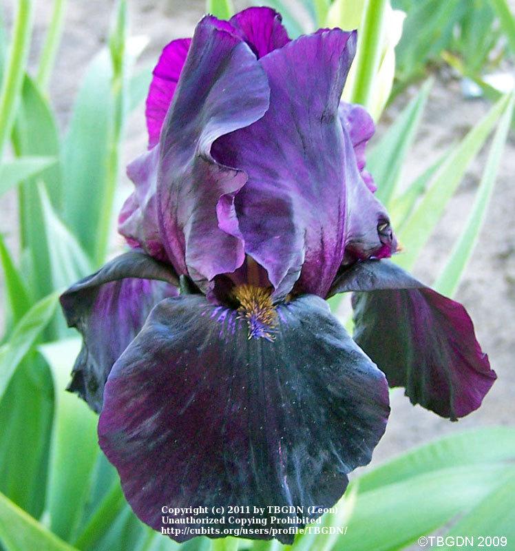 Photo of Tall Bearded Iris (Iris 'Sable Night') uploaded by TBGDN