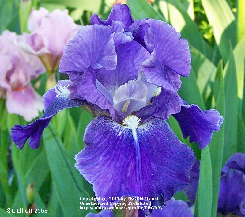 Photo of Intermediate Bearded Iris (Iris 'Precious Joy') uploaded by TBGDN