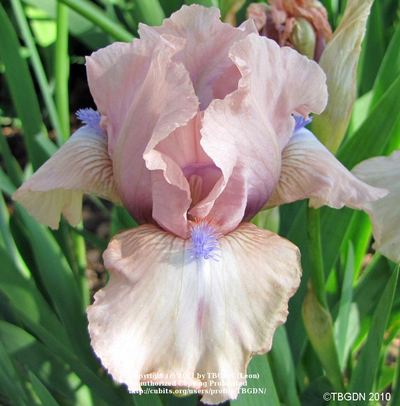 Photo of Intermediate Bearded Iris (Iris 'Softly') uploaded by TBGDN