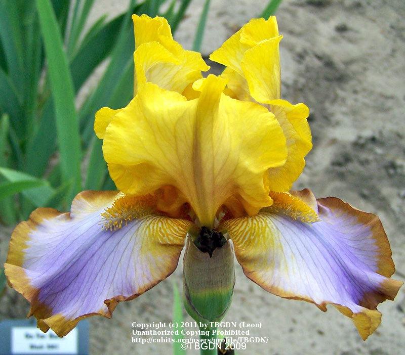 Photo of Border Bearded Iris (Iris 'Brown Lasso') uploaded by TBGDN
