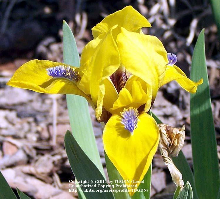 Photo of Miniature Dwarf Bearded Iris (Iris 'Zipper') uploaded by TBGDN