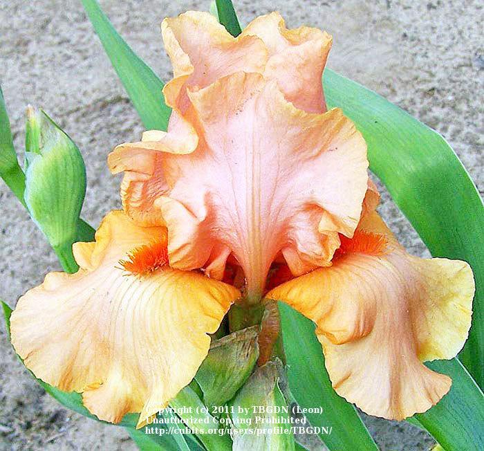 Photo of Border Bearded Iris (Iris 'Mango Smoothy') uploaded by TBGDN