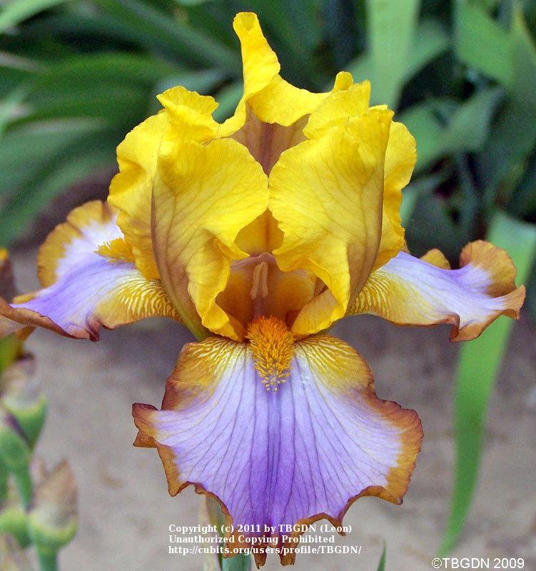 Photo of Border Bearded Iris (Iris 'Brown Lasso') uploaded by TBGDN